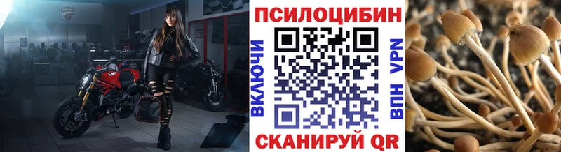 Псилоцибиновые грибы Psilocybine cubensis  Нальчик 